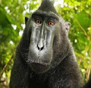 Copyright Claim from Monkey Selfie | माकडाच्या सेल्फीवरुन कॉपीराईटचा वाद Copyright Claim from Monkey Selfie | माकडाच्या सेल्फीवरुन कॉपीराईटचा वाद