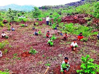 Half of the trees survived by micro irrigation | सूक्ष्म सिंचनातून जगवली दीडशे वृक्ष