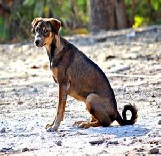 In Delhi, a stray dog ​​can get the weight of security | दिल्लीत भटकी कुत्री पेलणार सुरक्षेचा भार