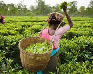 Pesticides residues in India's tea production - Survey | भारतातील चहा उत्पादनामध्ये किटकनाशकांचे अवशेष - सर्वे