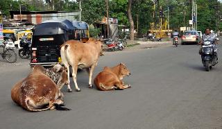 Slow animals on the street | मोकाट जनावरांचा रस्त्यावर ठिय्या