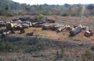 Illegal slaughter of Sagvarna at Sindhkhedraja | सिंदखेडराजा येथे सागवनाची अवैध कत्तल