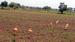 Farmers in Mangrolpir taluka suffer from wildlife breeding | वन्य प्राण्यांच्या हैदोसामुळे मंगरूळपीर तालुक्यातील शेतकरी त्रस्त