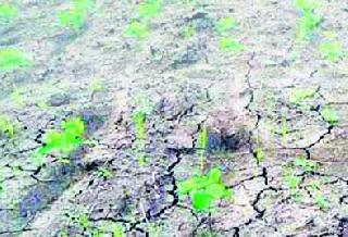 On the way to dry crops in Buldana district | बुलडाणा जिल्ह्यातील पिके सुकण्याच्या मार्गावर