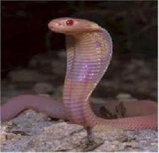 Scorpion sufferers growth in Vasai area | वसई परिसरात सर्पदंश रुग्णांत वाढ