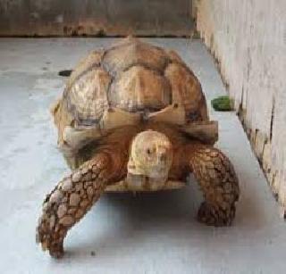 'Singaporean' Tasavi's Releases | ‘सिंगापुरी’ कासवाची सुटका