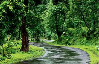 Melghat in the changing season | बदलत्या ऋतुतला मेळघाट