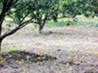 Sandra's threat to one and a half million trees | दीड कोटी झाडांवरील संत्री धोक्यात