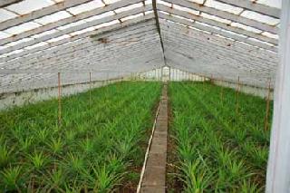 Farmers of Vidarbha stress on building a greenhouse! | विदर्भातील शेतकर्‍यांचा हरितगृह उभारणीवर भर!