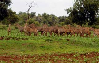 Wildflies | वन्यप्राण्यांचा धुमाकूळ
