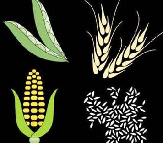 Farmers of Haradhad make green dreams | वर्‍हाडातील शेतकर्‍यांची हिरवी स्वप्नं करपली