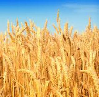 Crocodile crop in Daund, Indapur | दौंड, इंदापूरला पिके जळाली