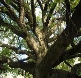 Rainy tree is dead! | पर्जन्य वृक्ष मरणपंथाला!
