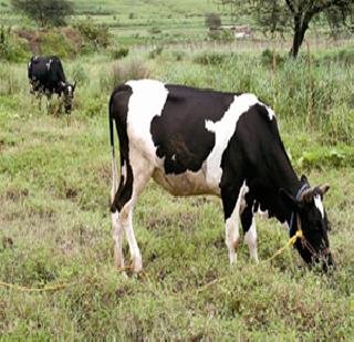 The hungry peacock left! | उपाशी जनावरे सोडली उभ्या पिकांत!