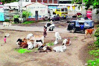 Bull battles are well in the well | वळूंची झुंज पोहोचली विहिरीत Bull battles are well in the well | वळूंची झुंज पोहोचली विहिरीत