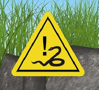 The snake bumps | सर्पदंशाने बैल दगावला