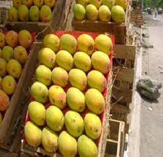 Hapus breaks out of 'Konkan Samrat' | हापूसला तोडीस तोड ‘कोकण सम्राट’