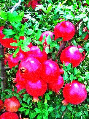 Low-dried pomegranate | कमी पाण्यात फुलवली डाळींबबाग