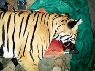 After all, 'those' are the end of the cannibalism | अखेर ‘त्या’ नरभक्षी वाघाचा खात्मा