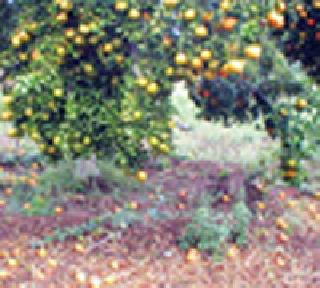 The crisis of 'coleletry crisis' before orange growers | संत्रा उत्पादकांपुढे ‘कोलेटोट्रीकम’ चे संकट