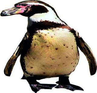 The Penguin of the Queen's Garden! | राणीच्या बागेत अवतरणार पेंग्विन! The Penguin of the Queen's Garden! | राणीच्या बागेत अवतरणार पेंग्विन!