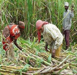 Suffrage Worker Strike | ऊसतोडणी कामगार संपावर