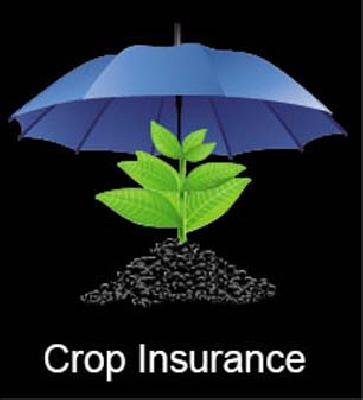 31 percent of the beneficiaries claim the insurance plan! | ३१ टक्के लाभार्थींंना विमा योजनेची हुलकावणी!