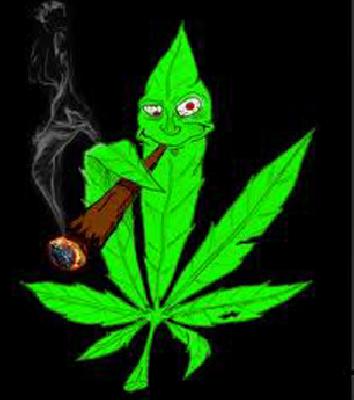 43 kg of ganja seized | ४३ किलो गांजा जप्त