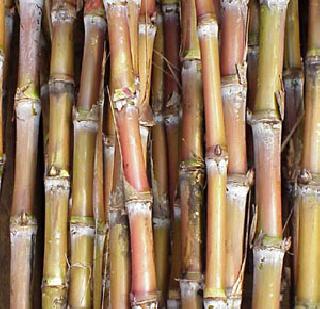 Government price for sugarcane 230 Rs per quintal | उसासाठी सरकारी मूल्य 230 रुपये प्रति क्विंटल