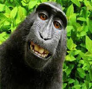 Although Monkey 'Selfie' is removed, he has no right to own | माकडाने ‘सेल्फी’ काढले तरी त्याच्याकडे स्वामित्व हक्क नाही Although Monkey 'Selfie' is removed, he has no right to own | माकडाने ‘सेल्फी’ काढले तरी त्याच्याकडे स्वामित्व हक्क नाही