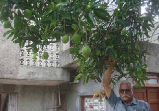 Rainy mangoes .... | पावसाळी आंबे . ....