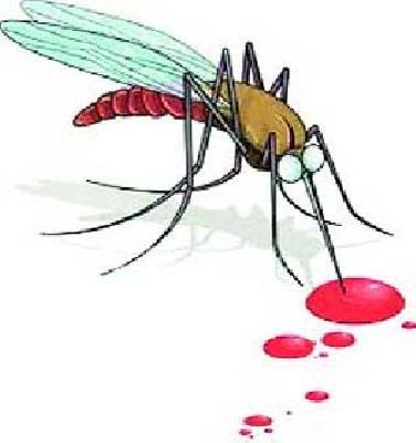 Two patients with dengue found | डेंग्यूचे दोन रुग्ण आढळले
