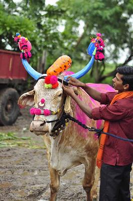 Vidarbha farmland has 18 lakh bulls on its shoulders | विदर्भाची शेती १८ लाख बैलांच्या खांद्यावर