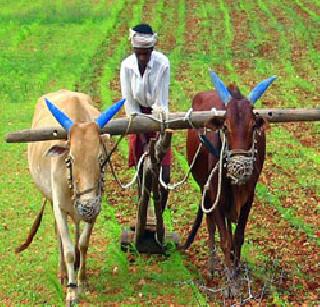 Farmer's emphasis on commercial development plan | शेतकरी व्यावसायिक विकास आराखड्यावर ‘पणन’चा भर!