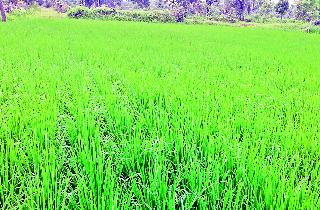 Rain fall, paddy crop danger | पावसाची पाठ, धानपीक धोक्यात
