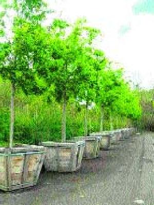 20 lakhs seedlings available | २० लाख रोपे उपलब्ध