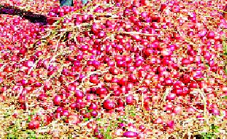 The victim's condition worsened due to the Center's policy | केंद्राच्या धोरणामुळे बळीराजा त्रस्त The victim's condition worsened due to the Center's policy | केंद्राच्या धोरणामुळे बळीराजा त्रस्त