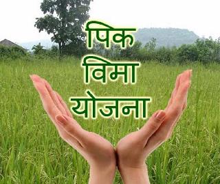 Plunder in the Crop Insurance Scheme | पीक विमा योजनेत लूट