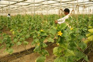 Israeli farming technician again filled the scientists! | इस्त्रायल शेती तंत्रज्ञानावर शास्त्रज्ञांचा पुन्हा भर! Israeli farming technician again filled the scientists! | इस्त्रायल शेती तंत्रज्ञानावर शास्त्रज्ञांचा पुन्हा भर!
