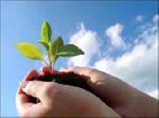 83 thousand plantations have been planted by social forestry | सामाजिक वनीकरणाने केली ८३ हजार रोपांची लागवड 83 thousand plantations have been planted by social forestry | सामाजिक वनीकरणाने केली ८३ हजार रोपांची लागवड