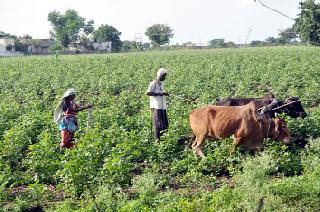 The district has an average rainfall of 15 mm | जिल्ह्यात सरासरी १५ मिमी पाऊस The district has an average rainfall of 15 mm | जिल्ह्यात सरासरी १५ मिमी पाऊस