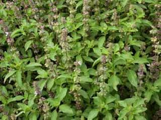 Sanjivani bulldoze medicinal plants! | विलुप्तप्राय औषधी वनस्पतींना बुलडाण्यात संजीवनी! Sanjivani bulldoze medicinal plants! | विलुप्तप्राय औषधी वनस्पतींना बुलडाण्यात संजीवनी!