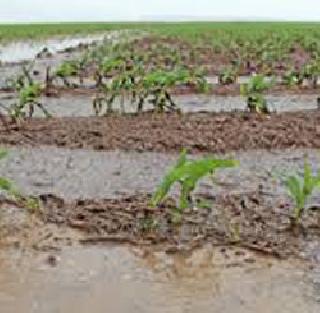 Buldhana 114.0 and 9.6 mm in the morning and 24 hours in the morning. | बुलडाणा ११४.0 तर वध्र्यात ९६.६ मि.मी.पाऊस २४ तासात अतवृष्टीचा इशारा