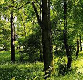 Global Herbal Medicine in Gadchiroli | गडचिरोलीच्या जंगलातील वनौषधी होणार ग्लोबल