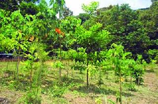 Risk inspection audit of employment guarantee scheme | रोजगार हमी योजनेतील रोपांचे होणार ऑडिट