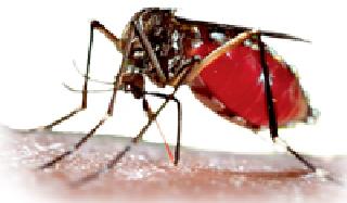 Dengue scars in schools | शाळांना डेंग्यूचा डंख