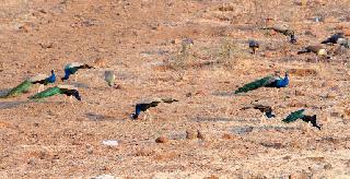 Back to Tourism! | पर्यटनाकडे पाठ !