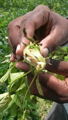 Soybean Rivet | सोयाबीनवर चक्रीभुंगा Soybean Rivet | सोयाबीनवर चक्रीभुंगा