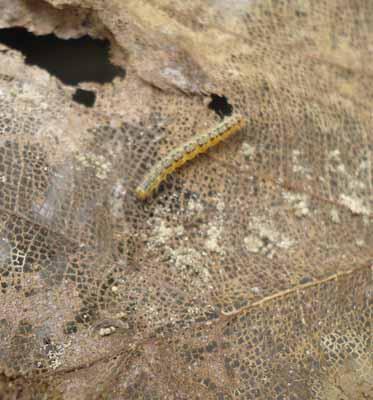 Proliferation of pests on millions of hectares | लाखो हेक्टरवरील सागवानवर किडींचा प्रादुर्भाव