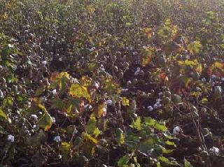 White gold is known of the unknown disease | पांढरे सोने अज्ञात रोगाच्या विळख्यात White gold is known of the unknown disease | पांढरे सोने अज्ञात रोगाच्या विळख्यात